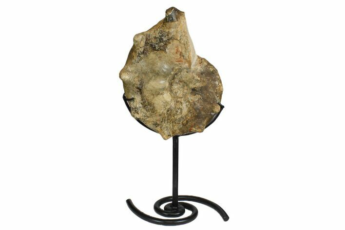Cretaceous Ammonite (Mammites) Fossil with Metal Stand - Morocco #164228